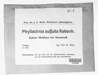 Phyllactinia guttata image